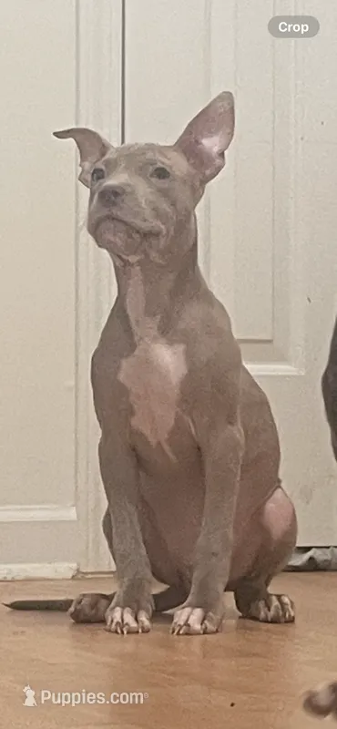 Dudey  – American Pit Bull Terrier puppy for sale in Garner, NC