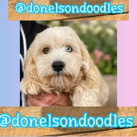 Remi, a male Maltipoo for sale in Nashville, TN – 1 of 5