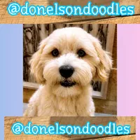 Remi, a male Maltipoo for sale in Nashville, TN – 3 of 4