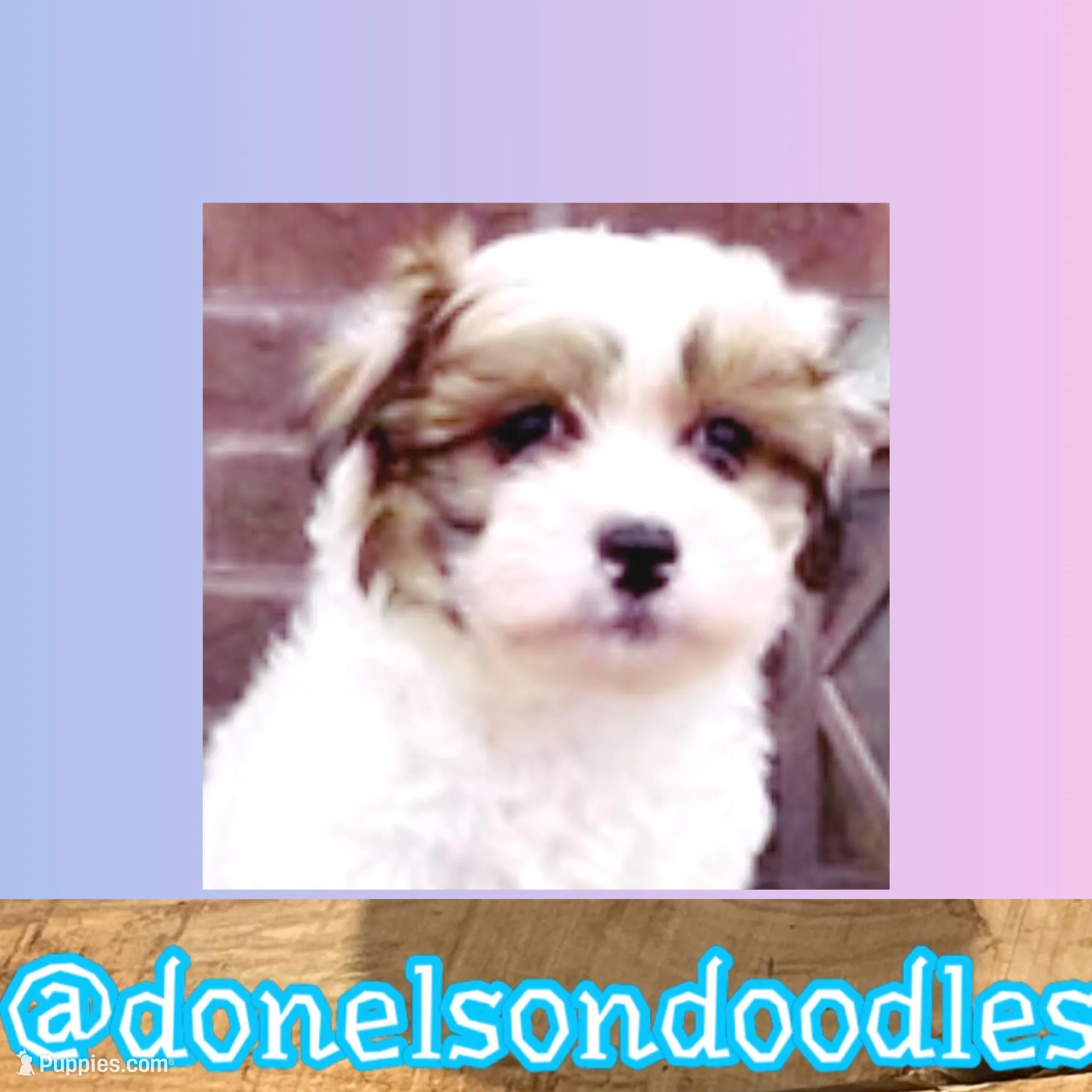 Lee Roy , a male Havapoo for sale in Nashville, TN – Photo 1 of 2