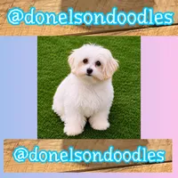 Jimmy , a male Maltipoo for sale in Nashville, TN – 1 of 1