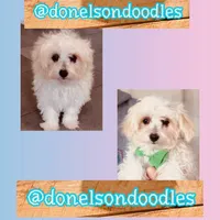 Danny, a male Maltipoo for sale in Nashville, TN – 1 of 1