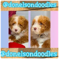 Marvie , a male Poodle - Miniature  for sale in Nashville, TN – 2 of 2