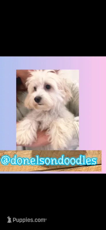 Dixie  – Maltipoo puppy for sale in Nashville, TN