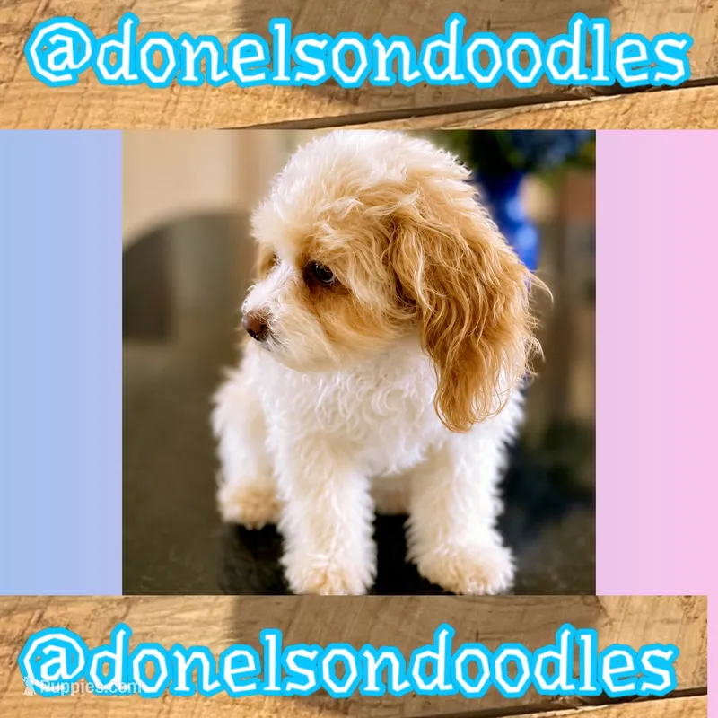 Max – Maltipoo puppy for sale in Nashville, TN