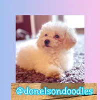 Carson, a male Maltipoo for sale in Nashville, TN – Photo 2 of 3