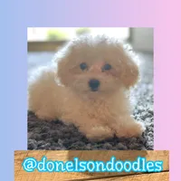 Carson, a male Maltipoo for sale in Nashville, TN – Photo 3 of 3