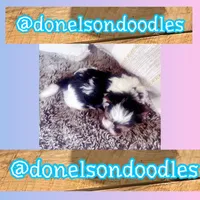 Teacup Sam, a male Yorkshire Terrier for sale in Nashville, TN – Photo 2 of 2