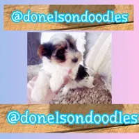 Teacup Sam, a male Yorkshire Terrier for sale in Nashville, TN – Photo 1 of 2