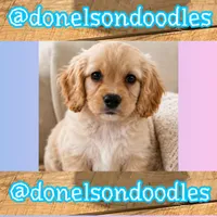 Henry, a male Cavapoo for sale in Nashville, TN – 3 of 3