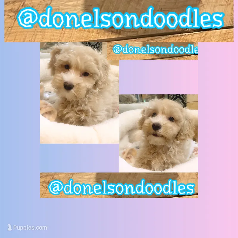 Jade – Maltipoo puppy for sale in Nashville, TN