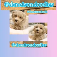 Jade, a male Maltipoo for sale in Nashville, TN – 1 of 1