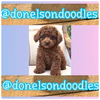 Wilson, a male Maltipoo for sale in Nashville, TN – 3 of 3