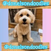 Remi, a male Maltipoo for sale in Nashville, TN – 2 of 4