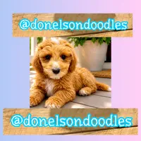 Clayton, a male Cavapoo for sale in Nashville, TN – 2 of 3
