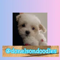 Gunner / Teacup , a male Maltipoo for sale in Nashville, TN – Photo 1 of 3