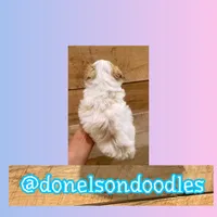 Gunner / Teacup , a male Maltipoo for sale in Nashville, TN – Photo 2 of 3