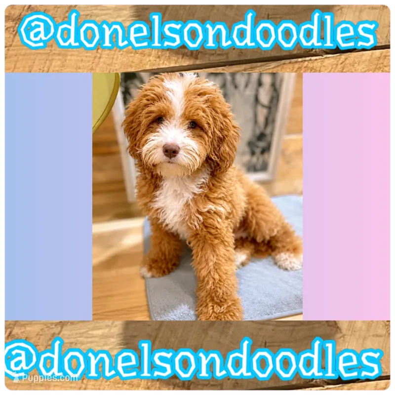 Marvie  – Poodle - Miniature  puppy for sale in Nashville, TN