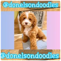 Marvie , a male Poodle - Miniature  for sale in Nashville, TN – 1 of 2