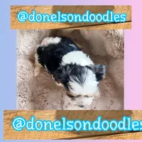 Tony, a male Yorkshire Terrier for sale in Nashville, TN – Photo 2 of 2