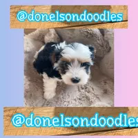 Tony, a male Yorkshire Terrier for sale in Nashville, TN – Photo 1 of 2