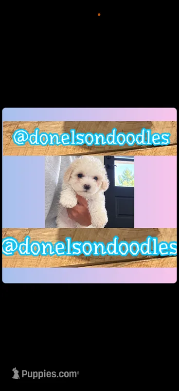 Pookie – Maltipoo puppy for sale in Nashville, TN