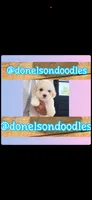 Pookie, a male Maltipoo for sale in Nashville, TN – 1 of 2