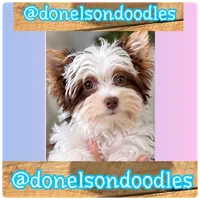 Rudy , a female Yorkshire Terrier for sale in Nashville, TN – 3 of 3