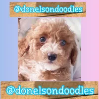 Maverick, a male Maltipoo for sale in Nashville, TN – 3 of 4