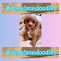 Georgie , a male Maltipoo for sale in Nashville, TN – Photo 1 of 2