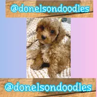Georgie , a male Maltipoo for sale in Nashville, TN – Photo 2 of 2