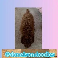 Darrell, a male Poodle - Toy  for sale in Nashville, TN – Photo 3 of 3