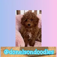 Darrell, a male Poodle - Toy  for sale in Nashville, TN – Photo 2 of 3