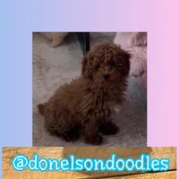Darrell, a male Poodle - Toy  for sale in Nashville, TN – Photo 1 of 3