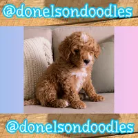 Sammy, a male Cavapoo for sale in Nashville, TN – 2 of 2