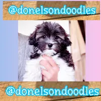 Timmy , a male Shichon for sale in Nashville, TN – 2 of 4