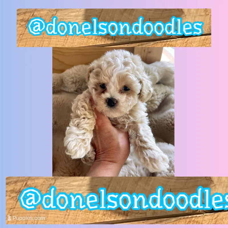 Winston – Maltipoo puppy for sale in Nashville, TN