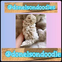 Winston, a male Maltipoo for sale in Nashville, TN – Photo 2 of 2