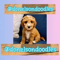 Clayton, a male Cavapoo for sale in Nashville, TN – 3 of 3