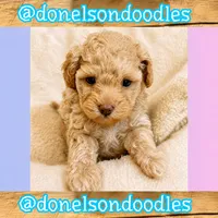 Kevin, a male Maltipoo for sale in Nashville, TN – 1 of 2