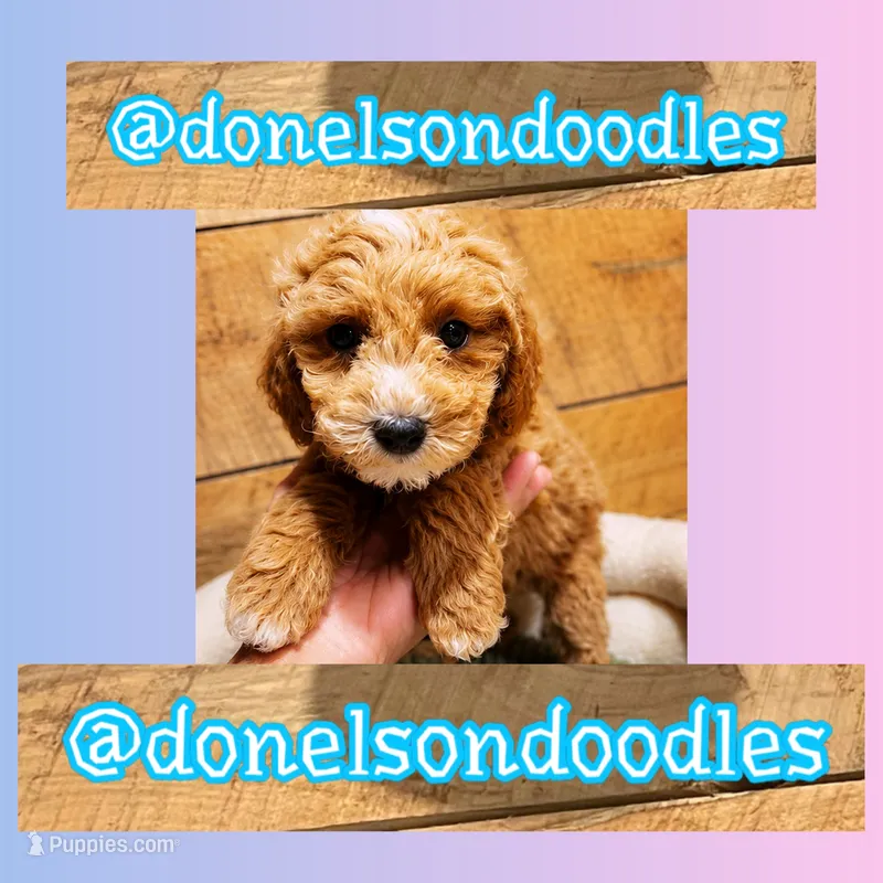 Clayton – Cavapoo puppy for sale in Nashville, TN