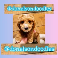 Clayton, a male Cavapoo for sale in Nashville, TN – 1 of 3