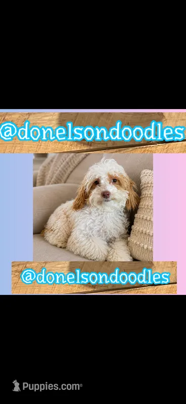 Maximus, – Maltipoo puppy for sale in Nashville, TN