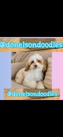 Maximus,, a male Maltipoo for sale in Nashville, TN – 1 of 1