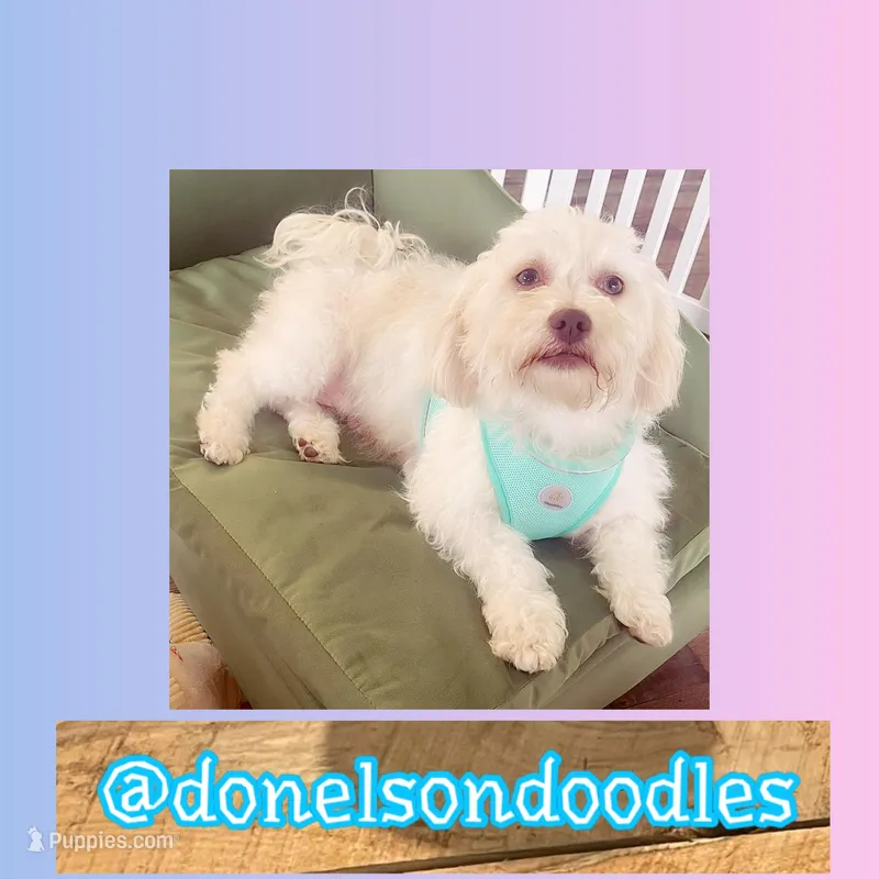 Miley  – Shichon puppy for sale in Nashville, TN