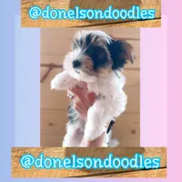 Lucy, a female Yorkshire Terrier for sale in Nashville, TN – 1 of 1