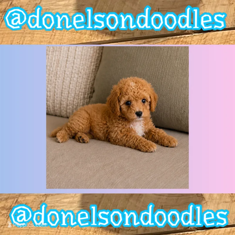 Carson / Tiny  – Cavapoo puppy for sale in Nashville, TN