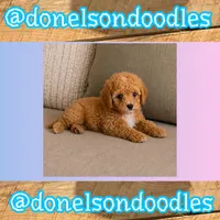 Carson / Tiny , a male Cavapoo for sale in Nashville, TN – 1 of 2