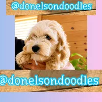Remi, a male Maltipoo for sale in Nashville, TN – 5 of 5