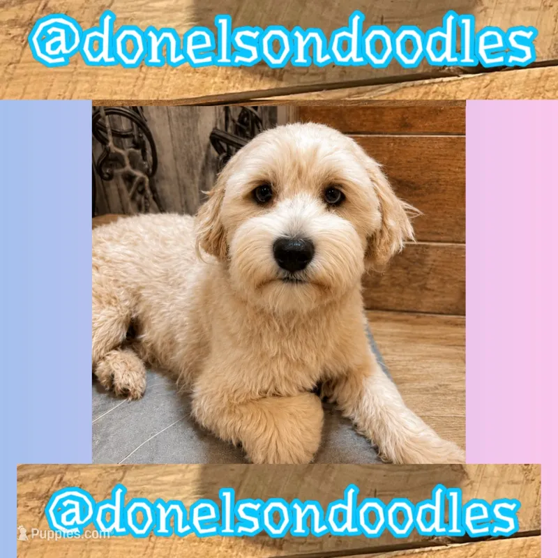 Remi – Maltipoo puppy for sale in Nashville, TN